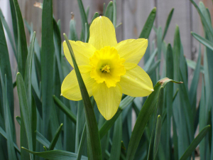 Daffodil-flower